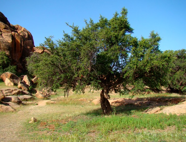 Argan tree